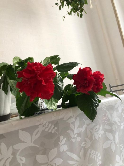 Китайская Роза Гибискус