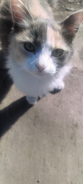 Продам котят ухоженные,