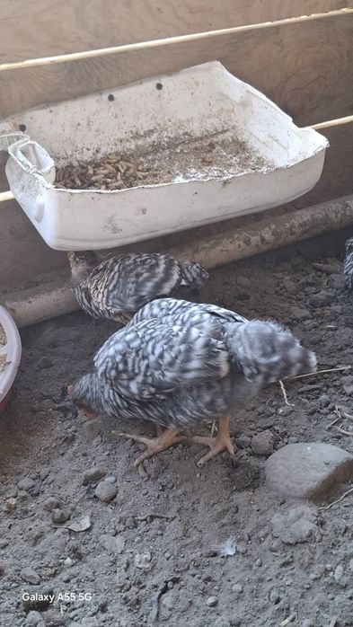 Амрокс балапан сатылады