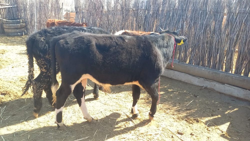 Еркек баспак еки бас