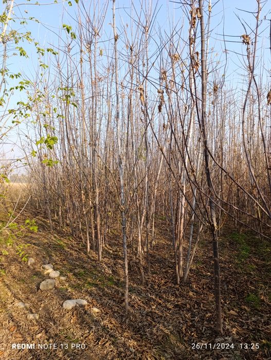 yasin sakura klyon sotiladi 3 yillik 7   8  metrgaca