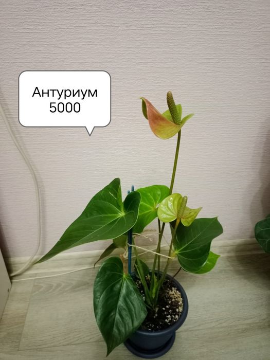 Продам фикусы, антуриум