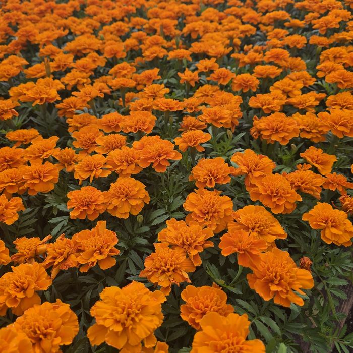 Петуния рассада цветов