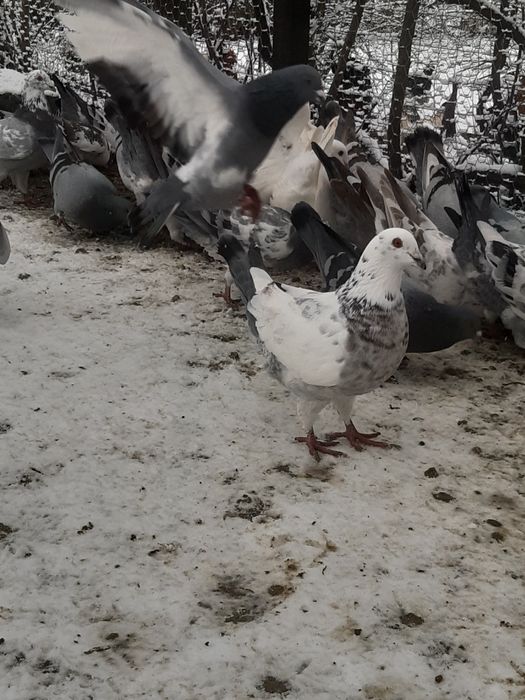 vand porumbei ( masculi)