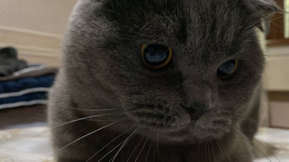 Британский веслоухий кот 4 года