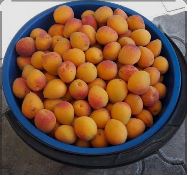 Дикий абрикос/өрік сатылады