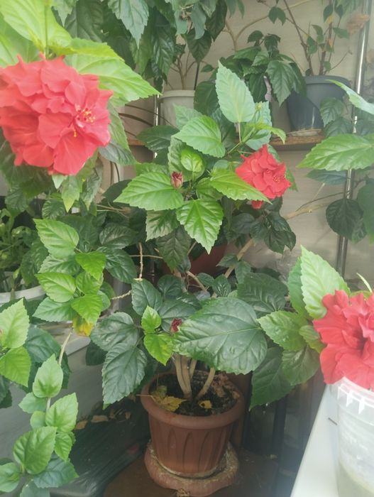 Комнатные растения