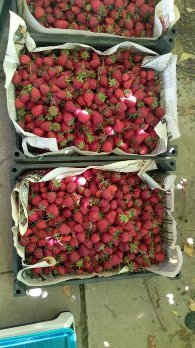 Клубника домашняя на продажу.