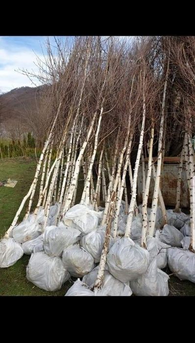 Mesteacăn coaja alba 2m-5m/ tei/ stejar/ platani