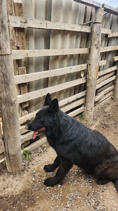 Животные, собака.