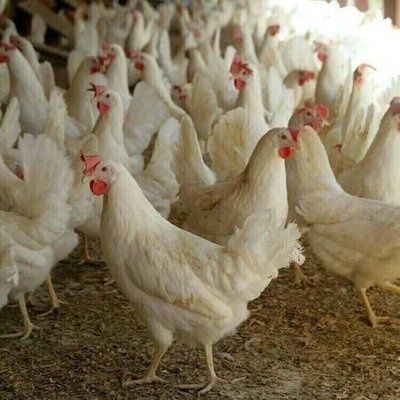 Продам Курей белые несушки