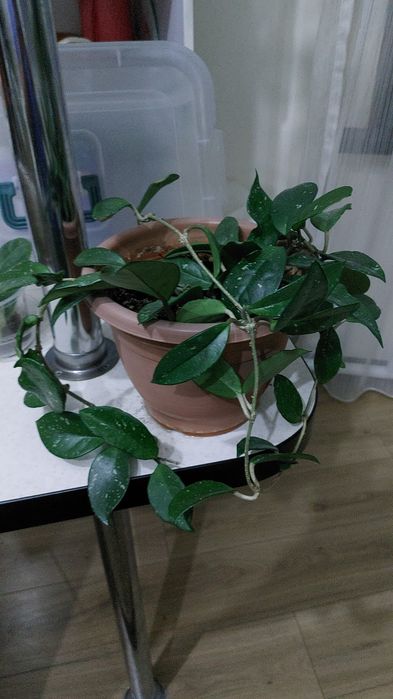 Комнатные растения