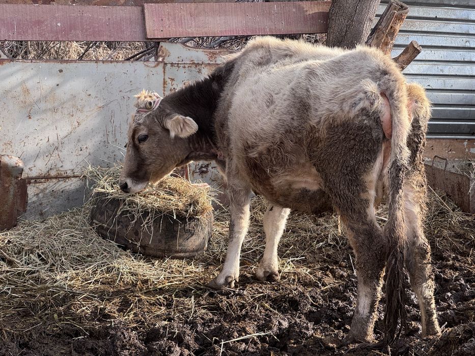 Бұзаулы сиыр сатылады, екі сиыр енді туады