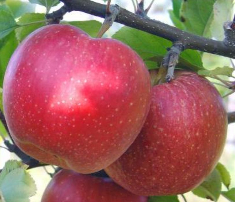 Саженцы Петропавловск