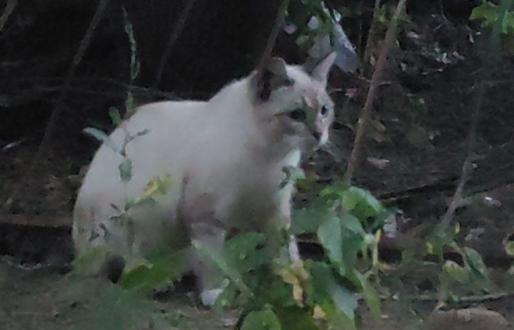 Котик,котенок,кот,бесплатно