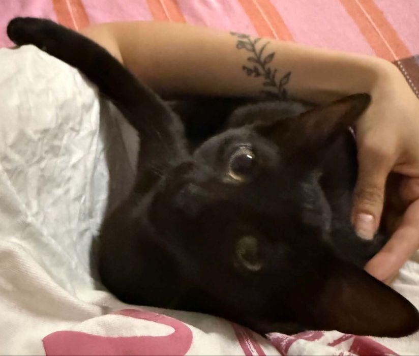 Motanei pentru adoptie