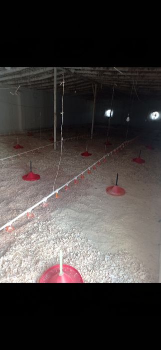 Broler boqish uchun tayor joy