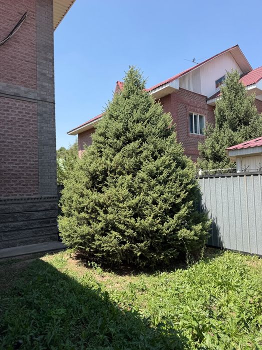 Ель 4-5 м большие, красивые