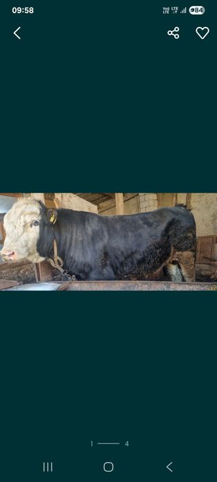 Парода мол сотилади