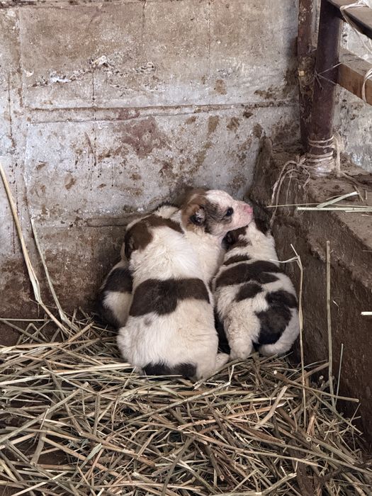 Шенки казакски тобет