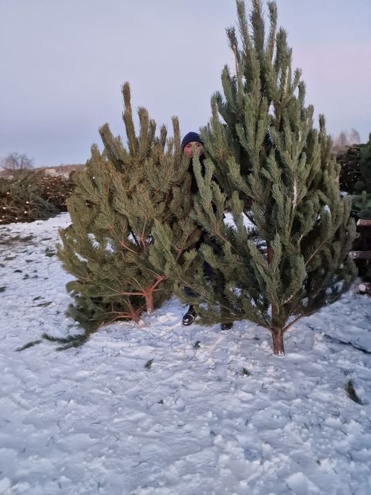 Елки новогодние сосна