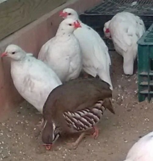 Кеклик яйца жұмыртқа