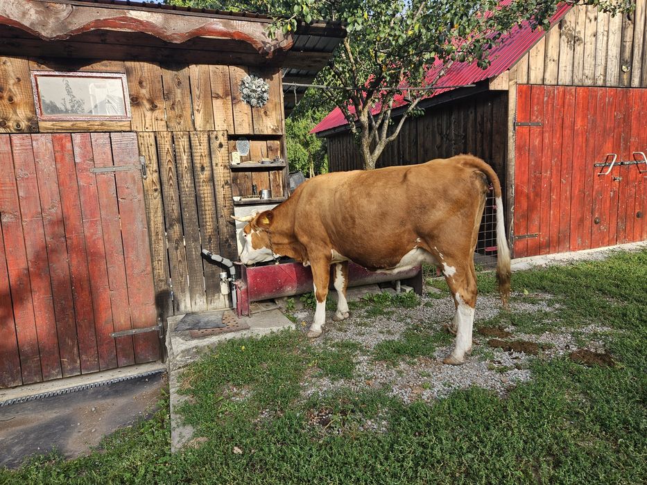 Vaca tanara cu lapte