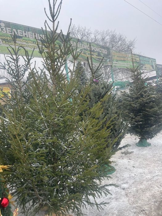 Ель . Ногодняя елки