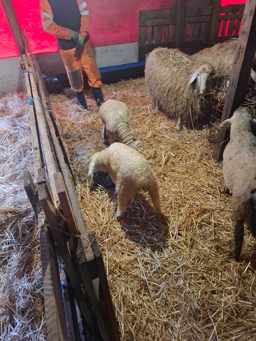 Oi de vanzare cu miei langa ele