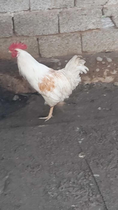 Продаются петухи