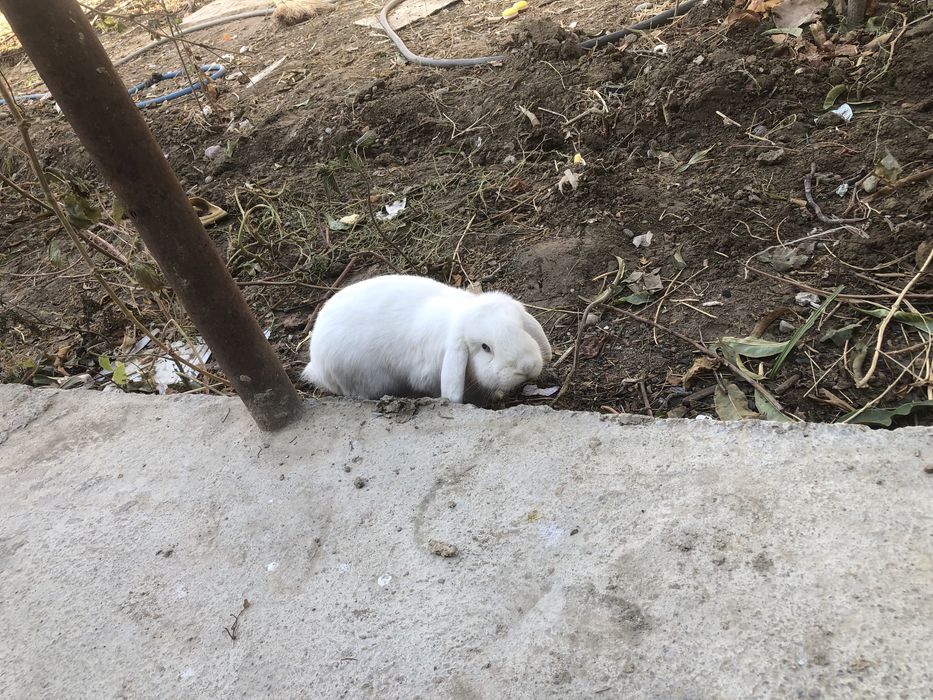 Декаратив карлик қуён сотилади