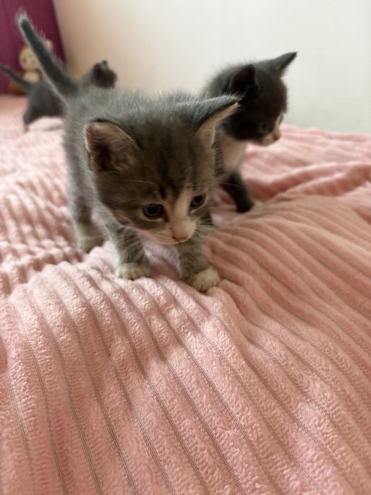 котенок котята в добрые руки