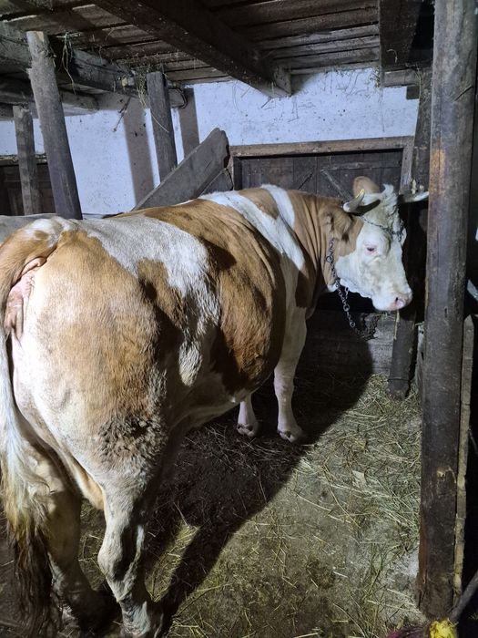 anunț vânzare vaca