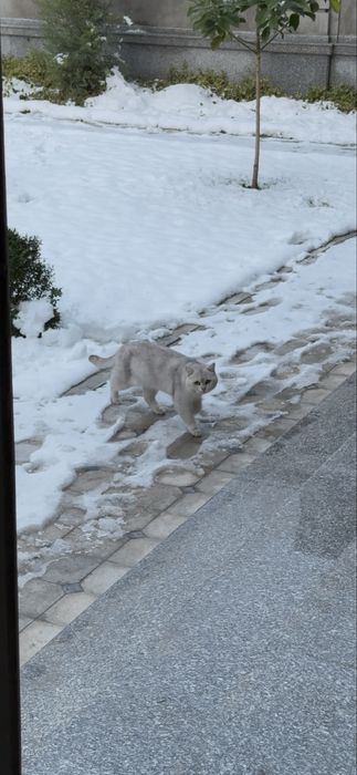 Британская серебристая шиншилла мальчик ny11