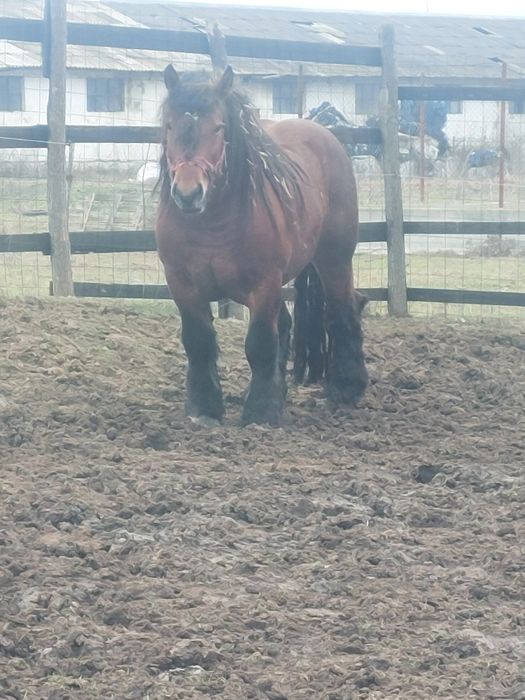 Vand iapa sarga de 3 ani jumare!