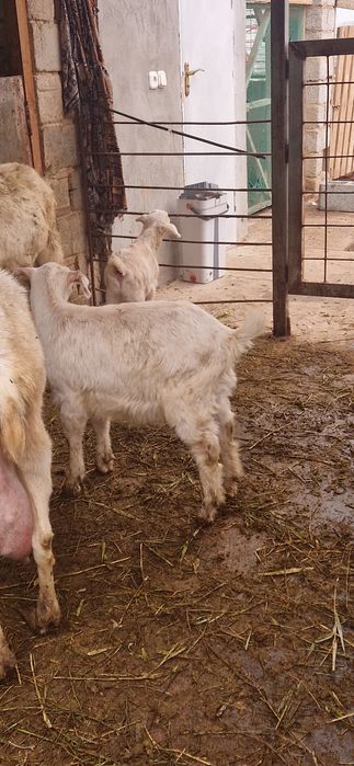 Заеен ешкі лактары сатылады