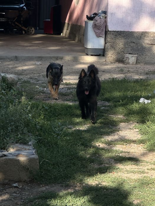 Немецкая овчарка