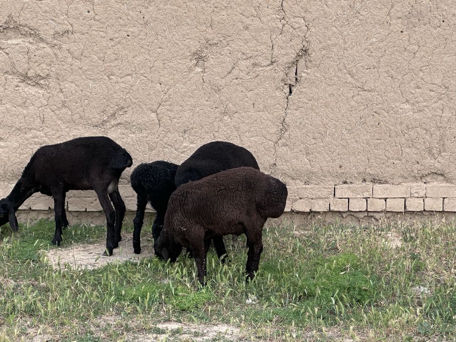 Qoylar sotiladi 4 ta