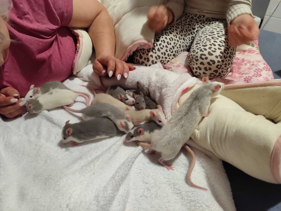 Sobolani de companie