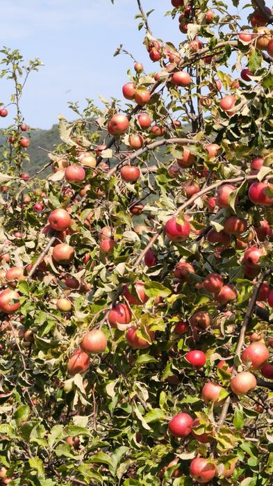 Mere pentru suc, consum, industrie,sucuri naturale