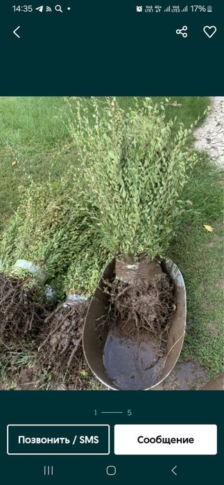 Живая изгородь (Вяз)