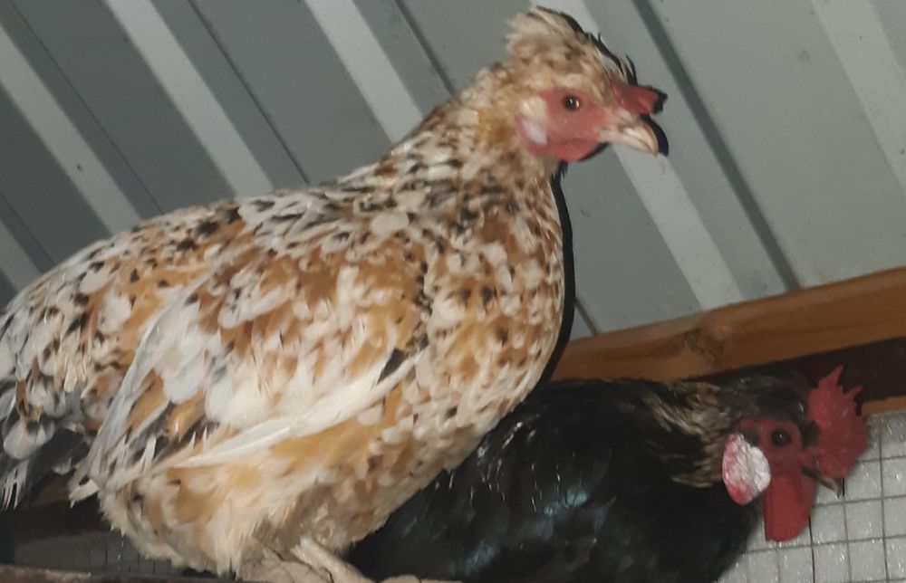 Япон товук тухимлари жужа очириш учун