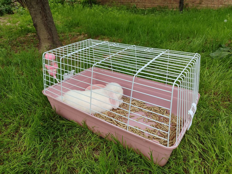 Продается кролик