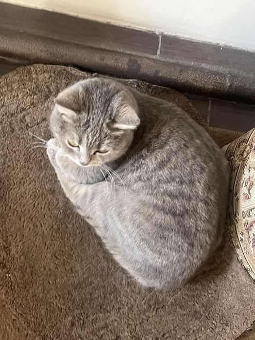 Отдам кошек в хорошие руки