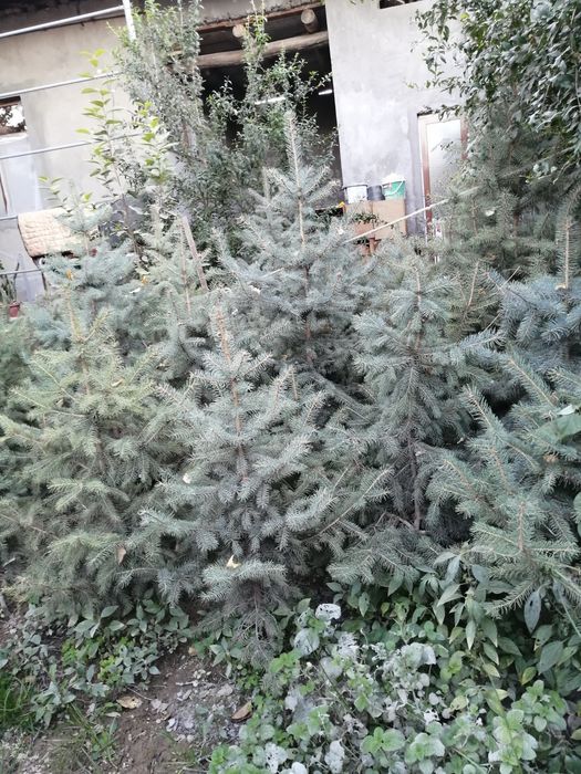Арча голубой ель