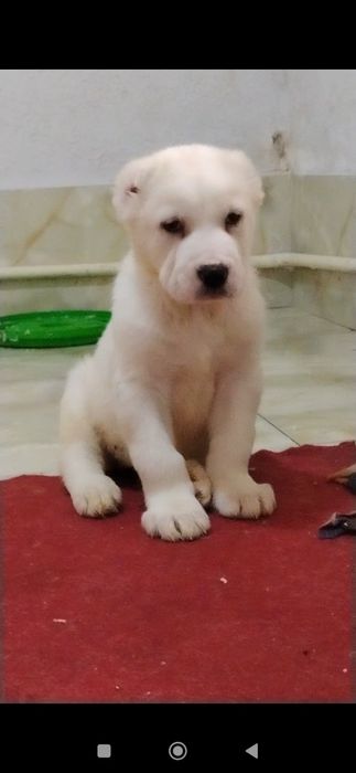 АЛАБАЙ щенки девочки продаются.