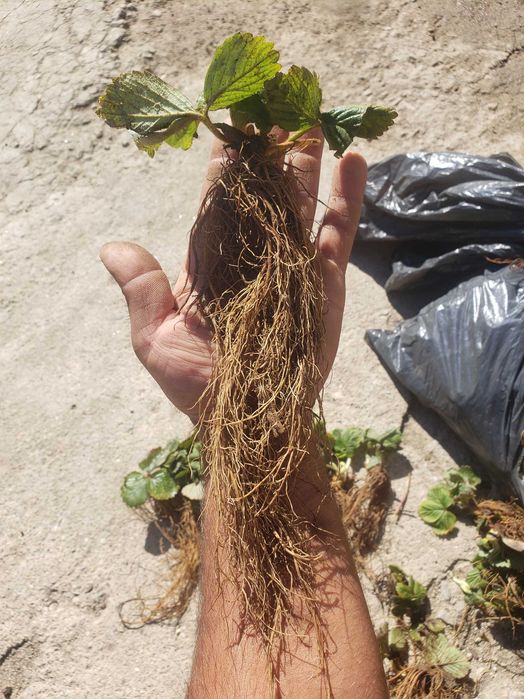 Разсад Ягоди Азия