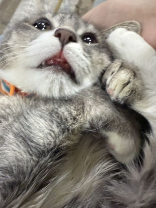 Скоттиш страйт  кошка