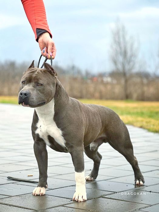 Amstaff rasă pură cu pedigree