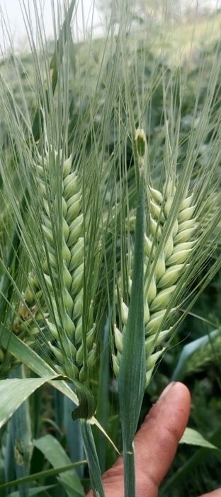 Продаем  семена  ячмень сорт Байшешек